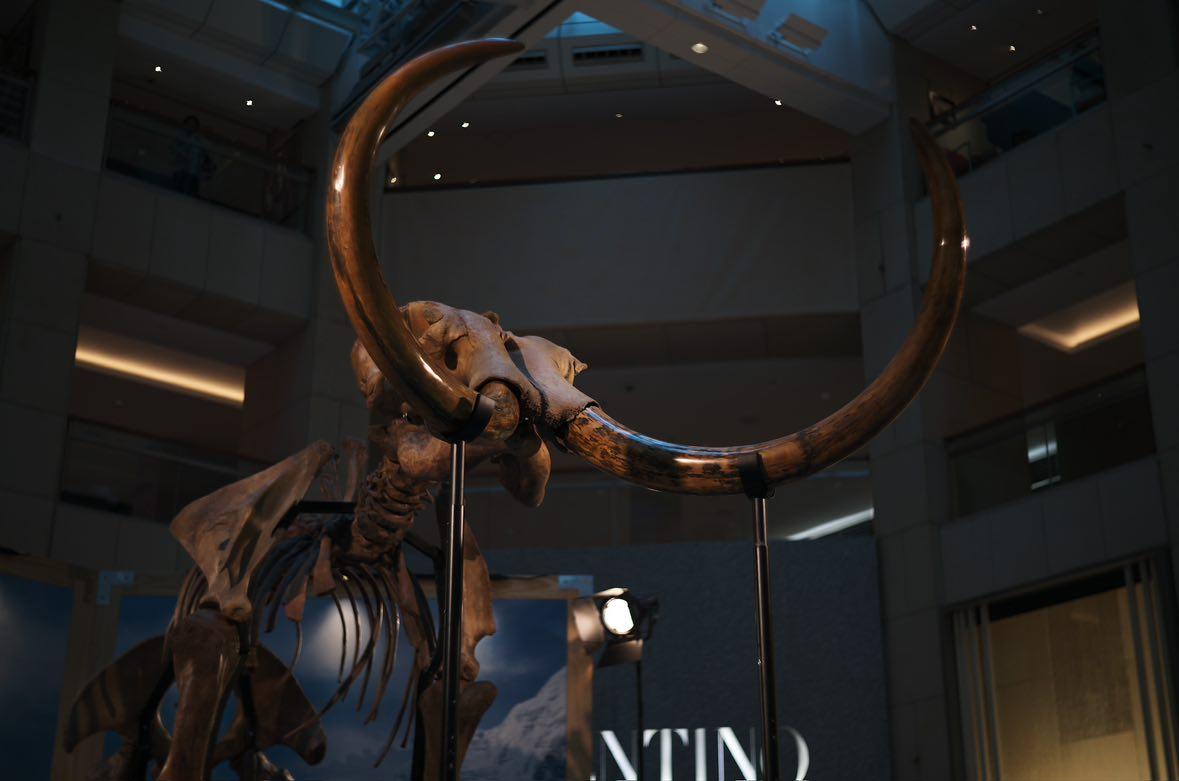 蘇富比與置地公司合作,首次展出一具12,000年前、高達3.5米的珍罕猛獁象化石標本。