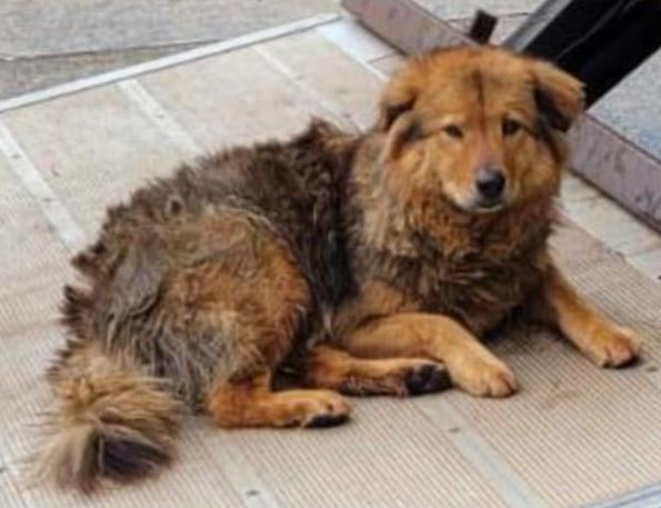 細妹。(資料圖片)