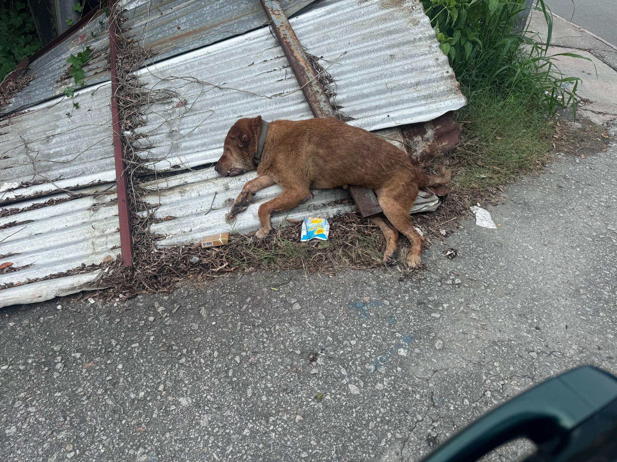 車cam直擊|元朗車輾死狗不顧而去 網民怒斥司機正畜生 (網上圖片)
