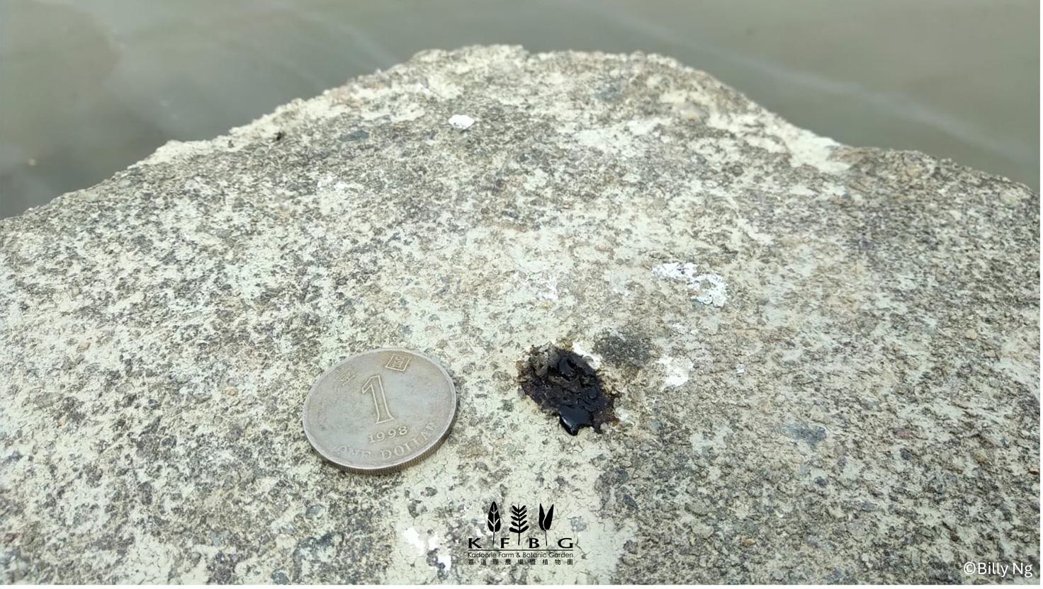 (@fb嘉道理農場暨植物園 Kadoorie Farm and Botanic Garden圖片)