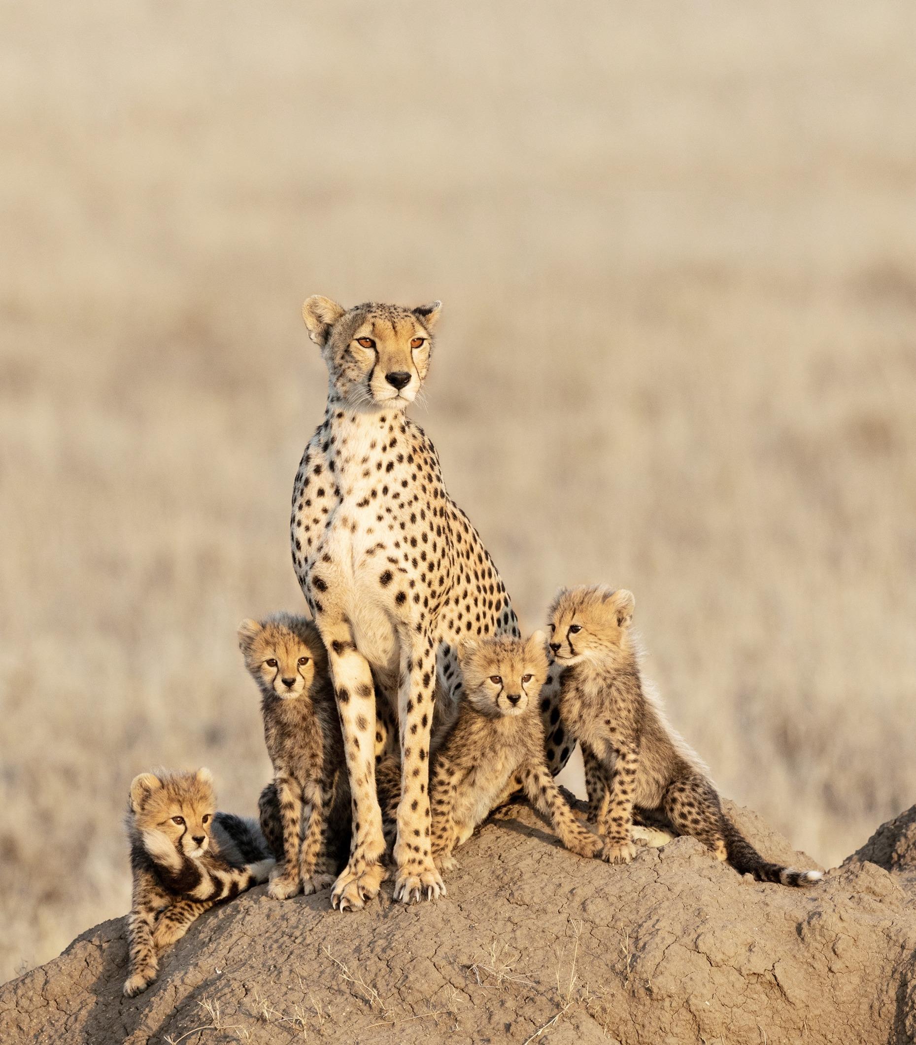 秋妝2024|Chantecaille 2024獵豹保育秋日彩妝系列