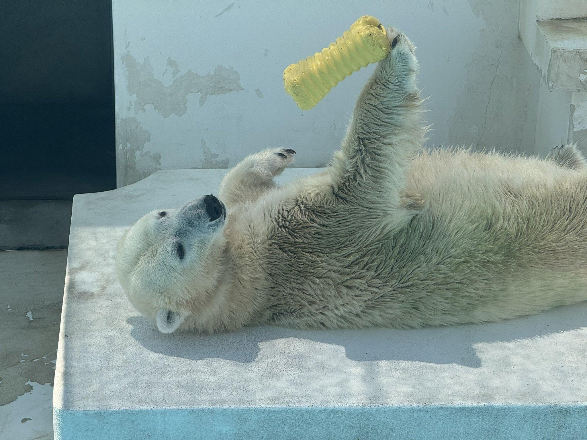 Maruru出名才華橫溢。(X)