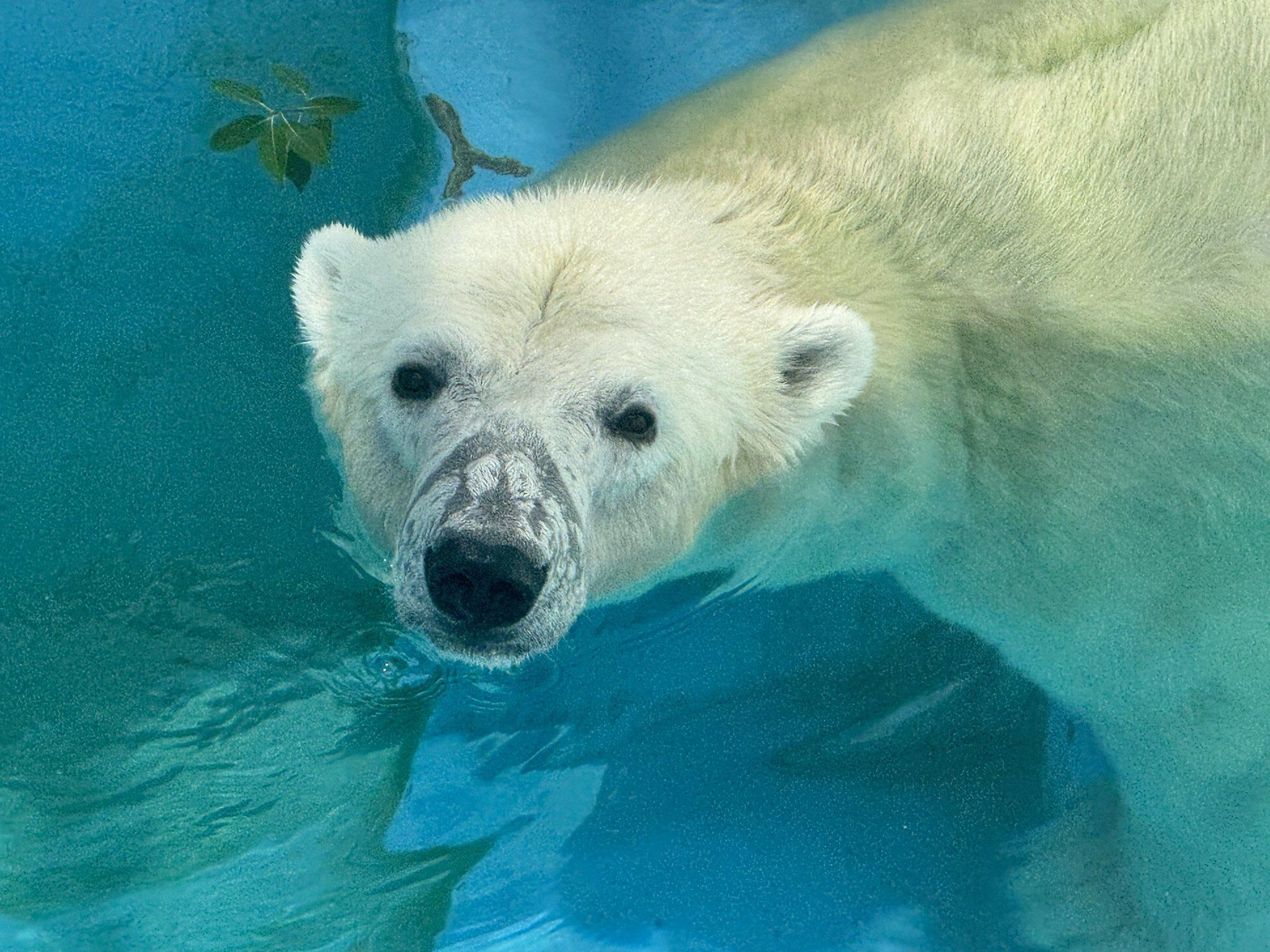 熊本市動植物園北極熊「Maruru」。(X)