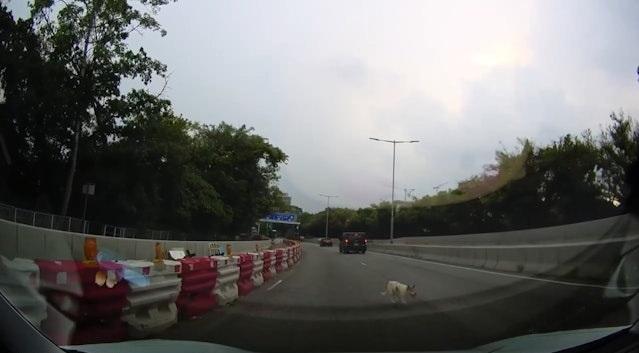 小狗跑向右線,被Benz撞到。(網片截圖)