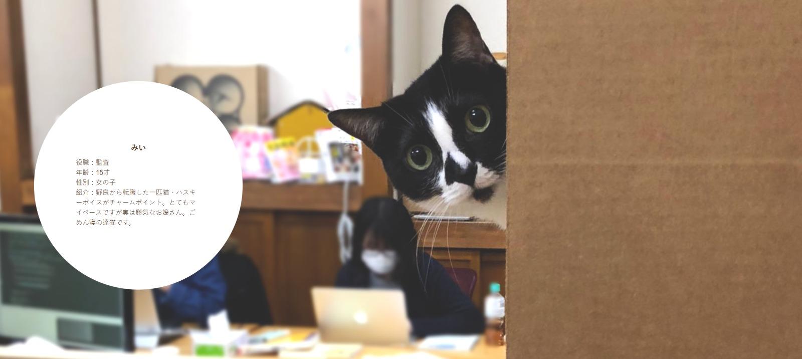 東京公司Qnote請11隻貓員工,みい15歲。