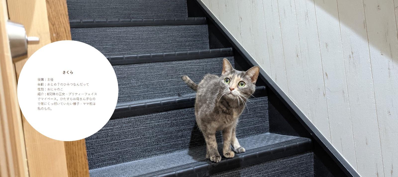 東京公司Qnote請11隻貓員工,さくら任職主任。