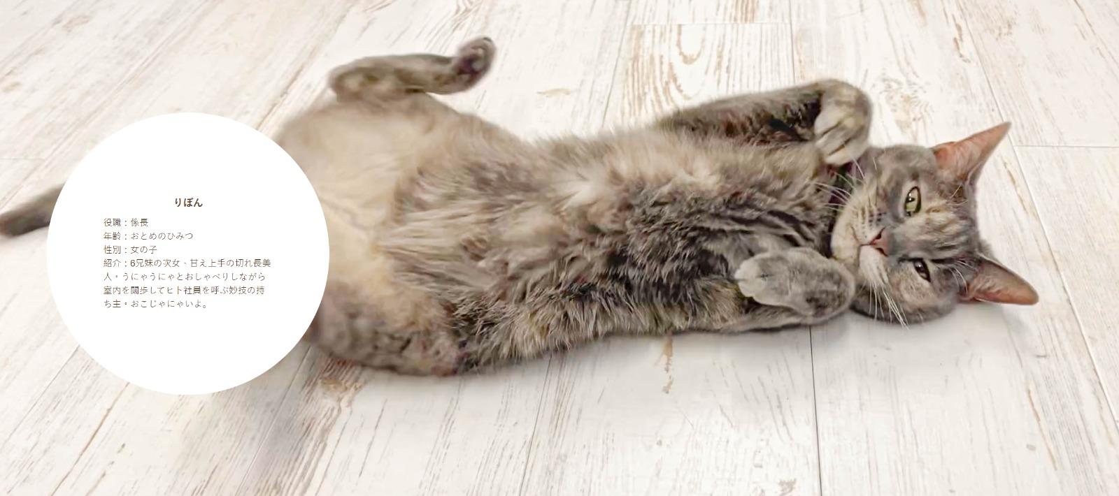 東京公司Qnote請11隻貓員工,りぼん任職係長。