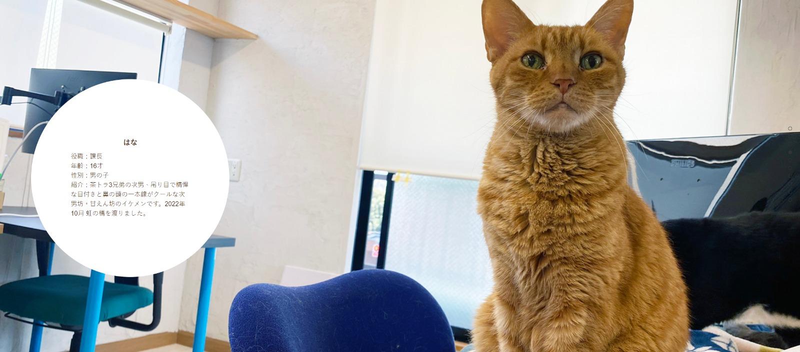 東京公司Qnote請11隻貓員工,はな任職課長。