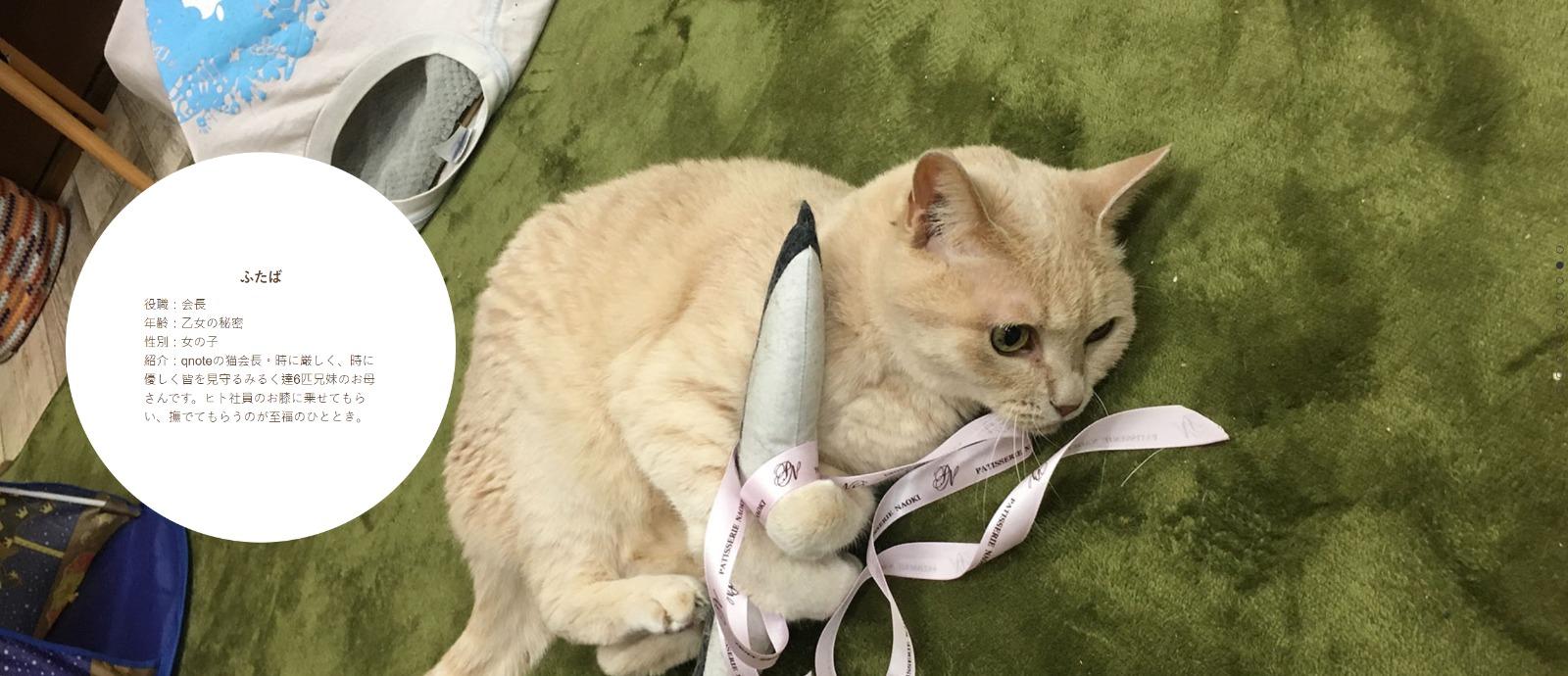 東京公司Qnote請11隻貓員工,ふたば任職會長。