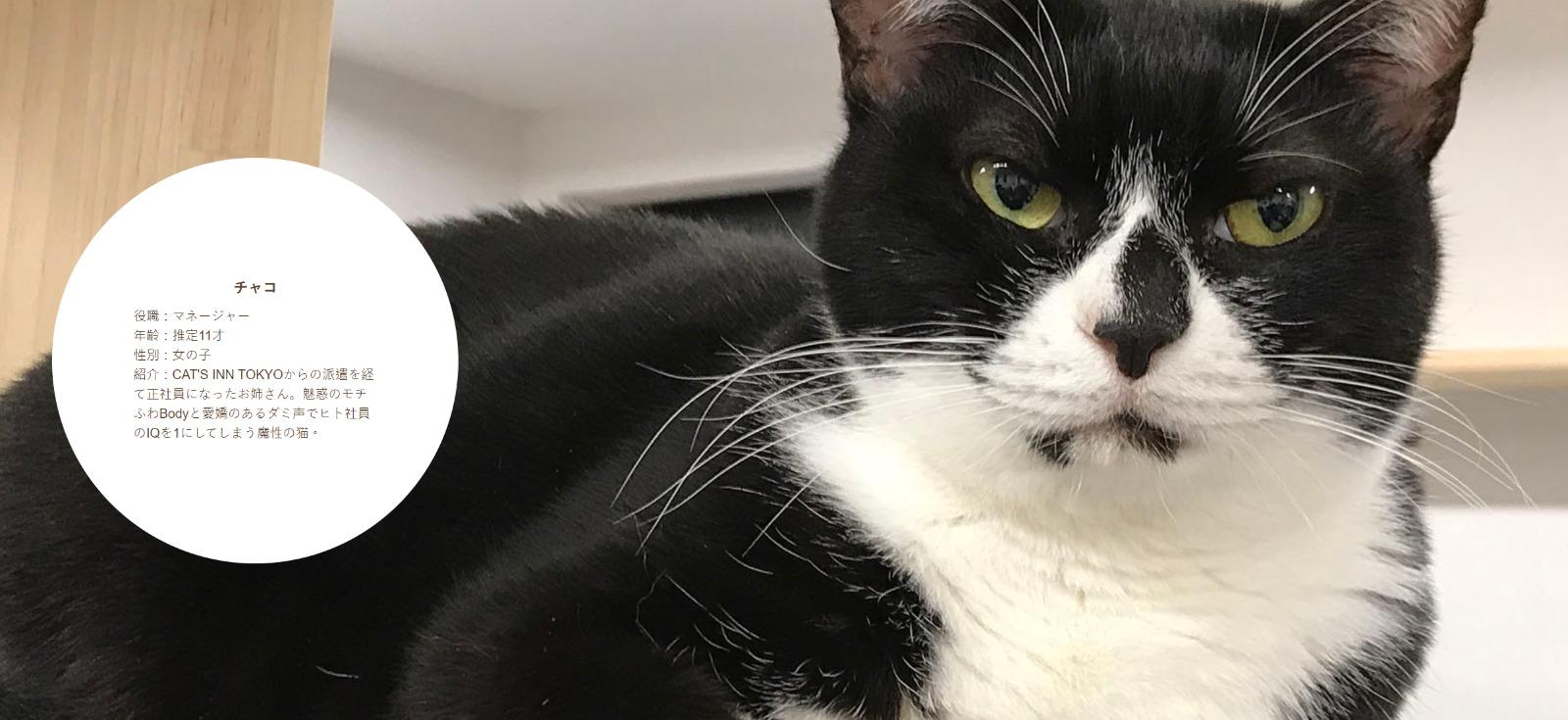 東京公司Qnote請11隻貓員工,チャコ約11歲。