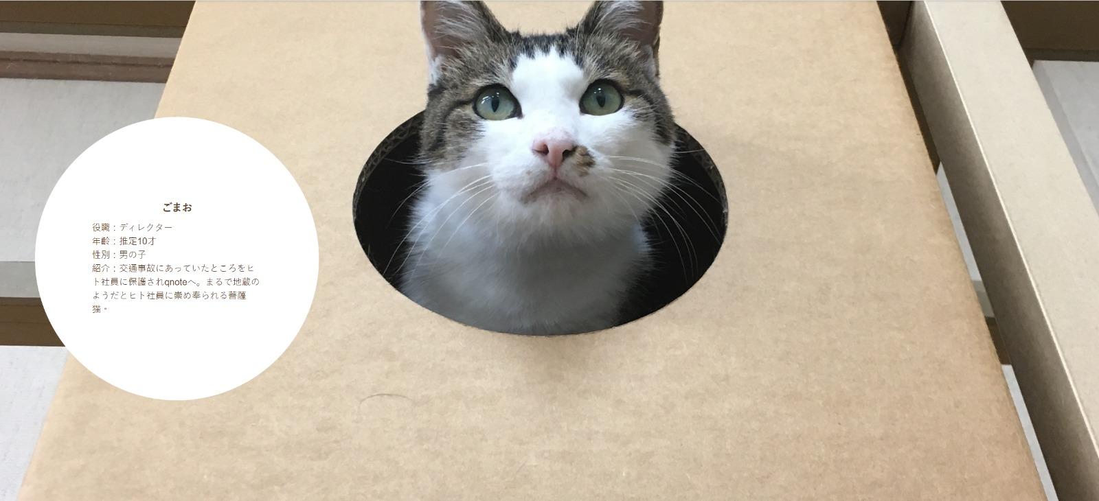 東京公司Qnote請11隻貓員工,ごまお約10歲。