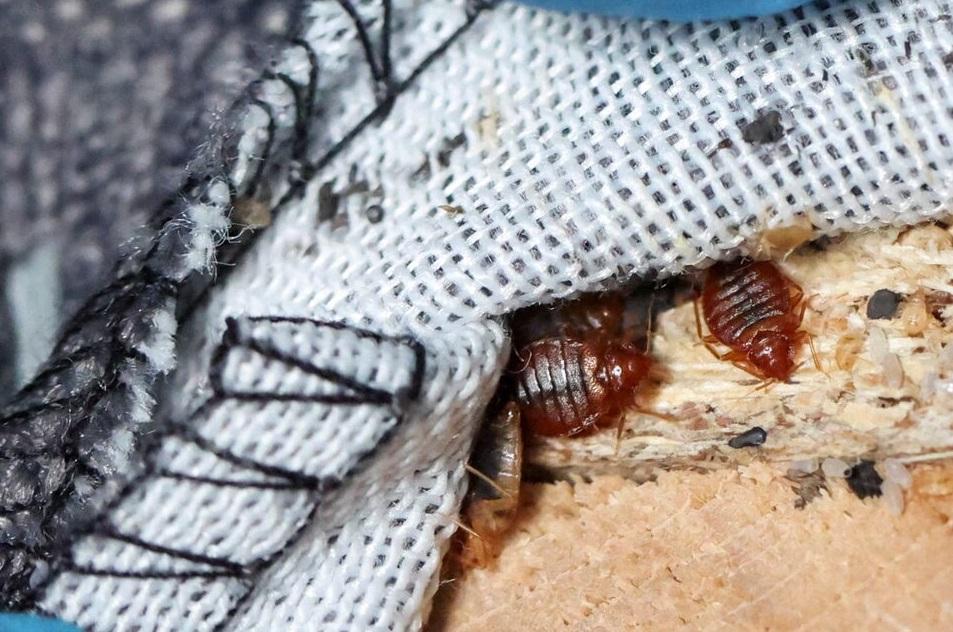 圖為去年巴黎市郊拉伊萊羅斯(L'Hay-les-Roses)一間民宅的梳化發現床蝨。(資料圖片)