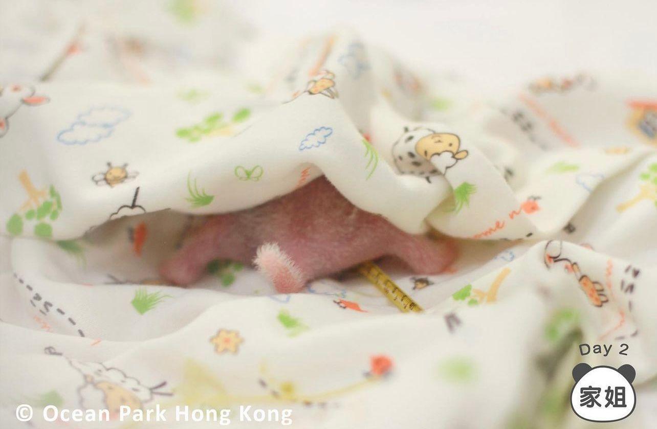 海洋公園龐建貽:朋友建議龍鳳胎改名叫「家朗」或「旻憓」 日後會讓市民改名