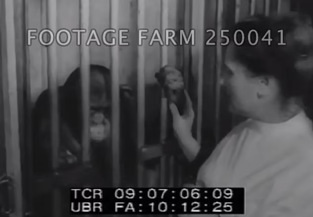 黑猩猩雷娜塔(Renata)在1962年的片段中,多次說出「媽媽」。(互聯網)