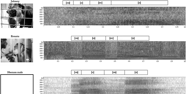 團隊把兩隻黑猩猩在片段內發出的聲音,跟人類柏金遜症患者的說話剪輯在一起,然後找來志願人士作「聆聽測試」。(互聯網)