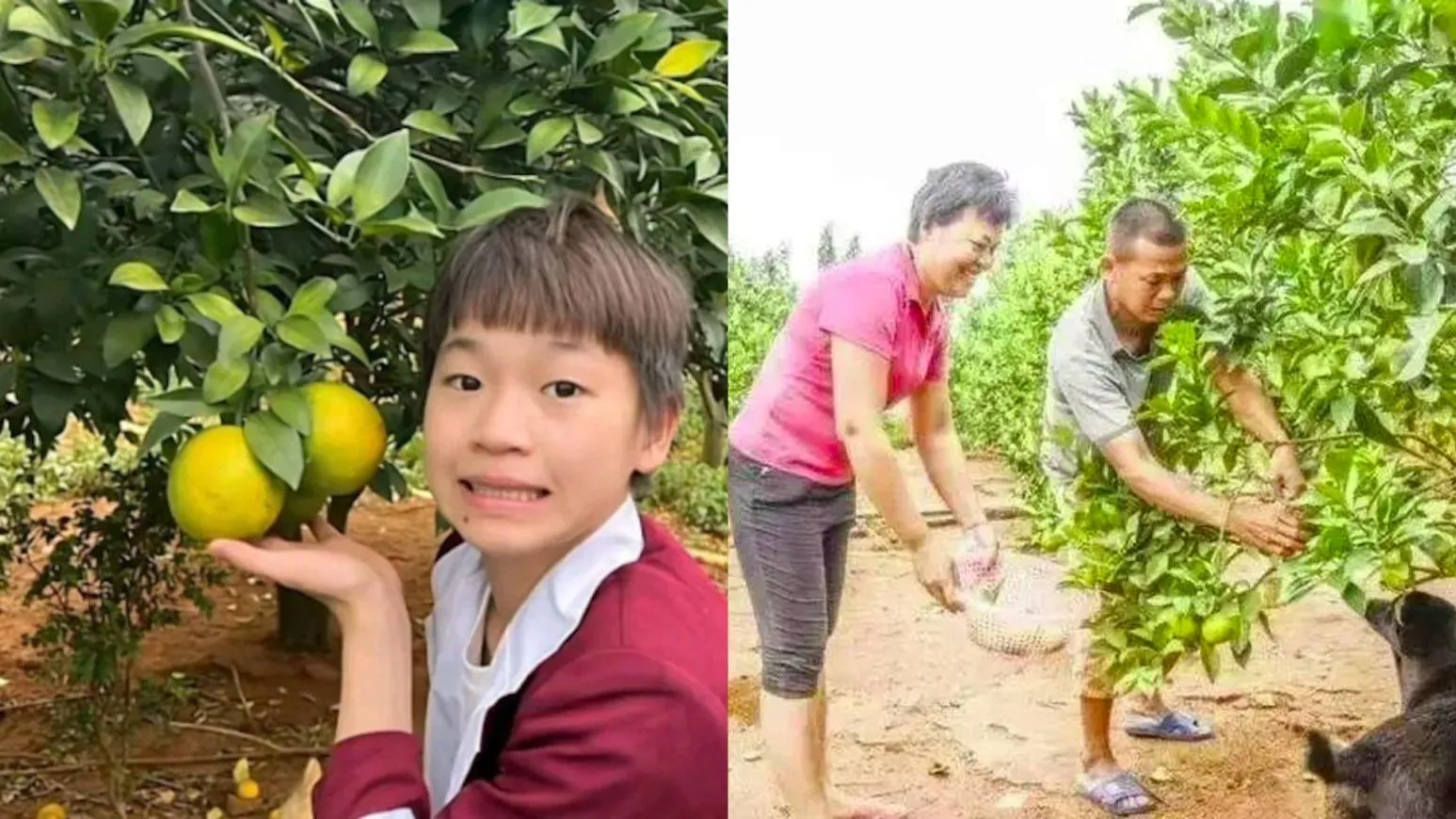 全紅嬋父母平時都在自家果園忙種紅橙。(圖/翻攝央視網)