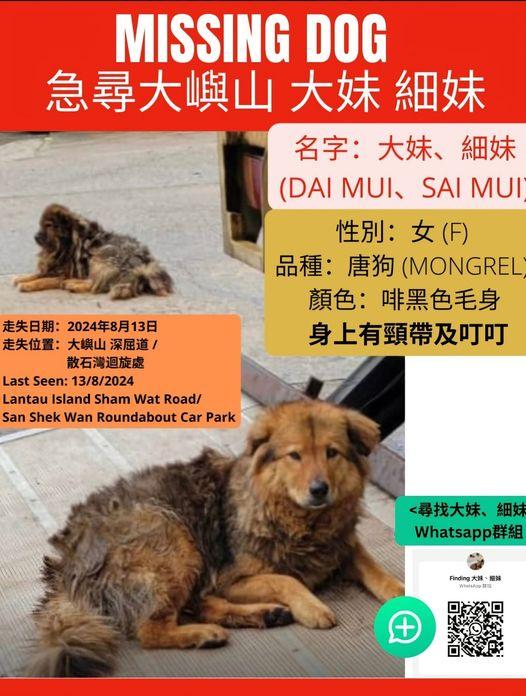 寶蓮寺職員後山棄狗 動物組織召集義工本周六搜山