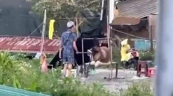 大叻市有民眾拍到飼主虐打不聽話的狗狗。(互聯網)