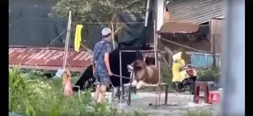 大叻市有民眾拍到飼主虐打不聽話的狗狗。(互聯網)