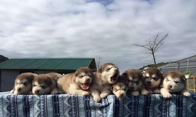 越南大叻市有農場提供出租狗狗供遊客拍照的服務,哈士奇幼犬做model。(互聯網)