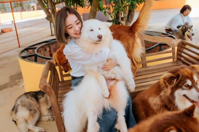 越南大叻市出租狗狗供遊客拍照的服務盛行。(互聯網)