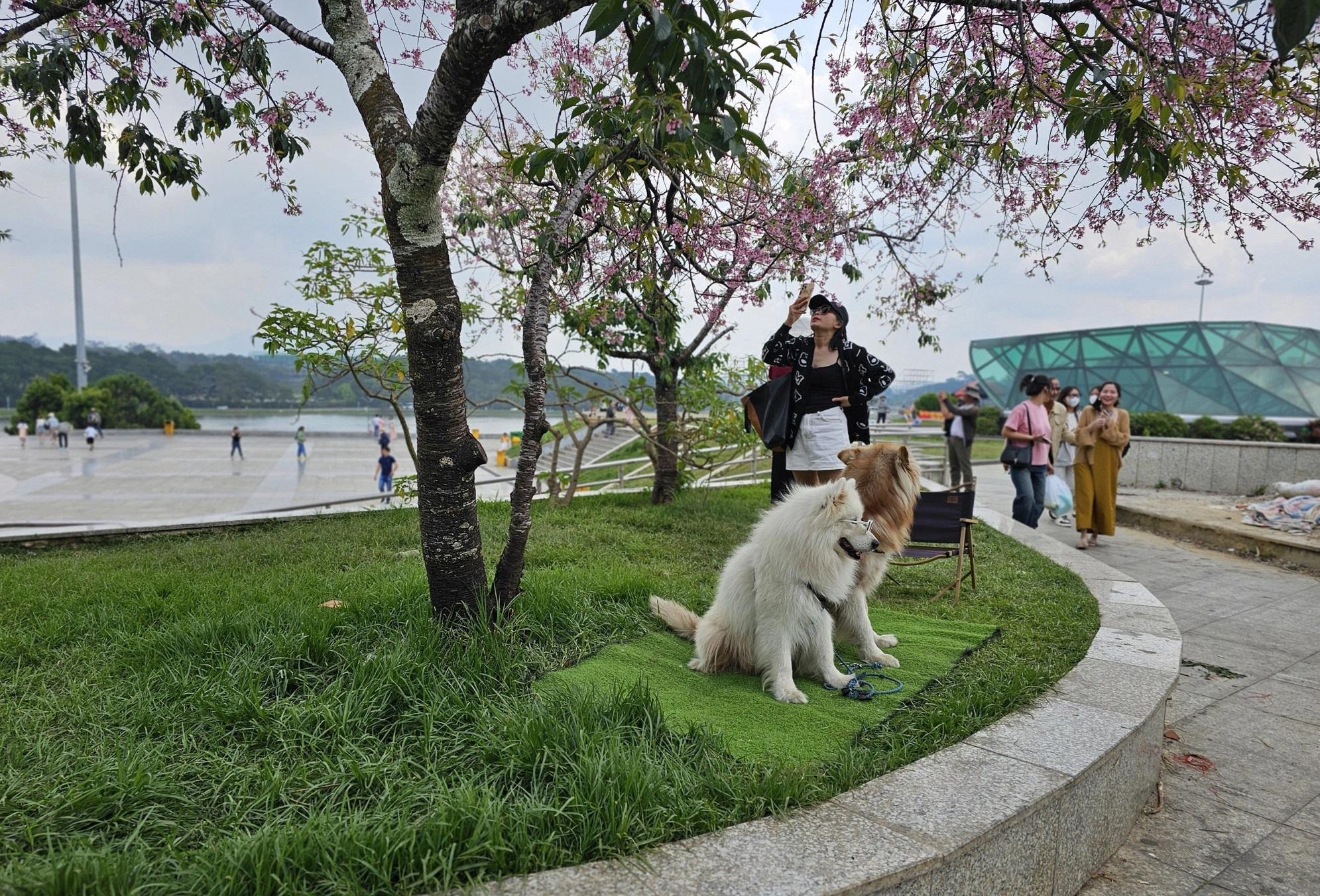 越南大叻市街頭有出租狗狗供遊客拍照的服務。(互聯網)