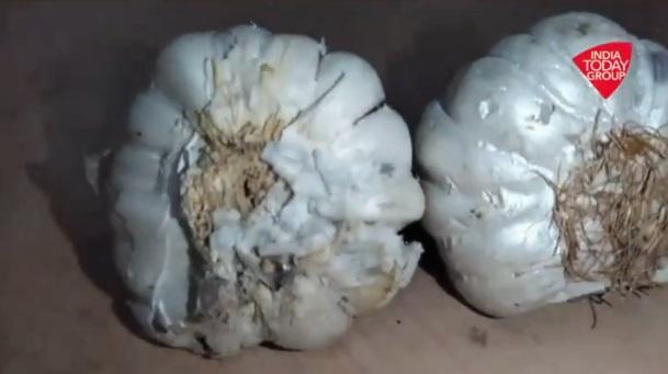 兩顆蒜頭放在一起,若沒仔細查看,真假難分。(互聯網)