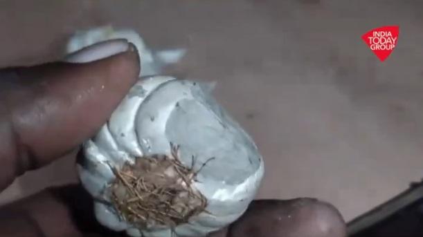 水泥蒜頭竟有乾了的根部。(互聯網)