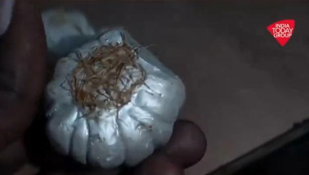 水泥蒜頭竟有乾了的根部。(互聯網)