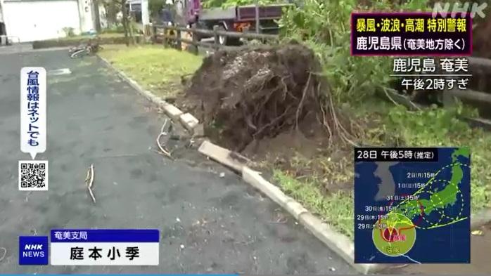 鹿兒島奄美地區有大樹倒冧。(互聯網)