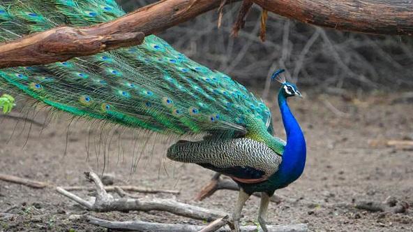 孔雀是印度國鳥,受到法律保護。(互聯網)