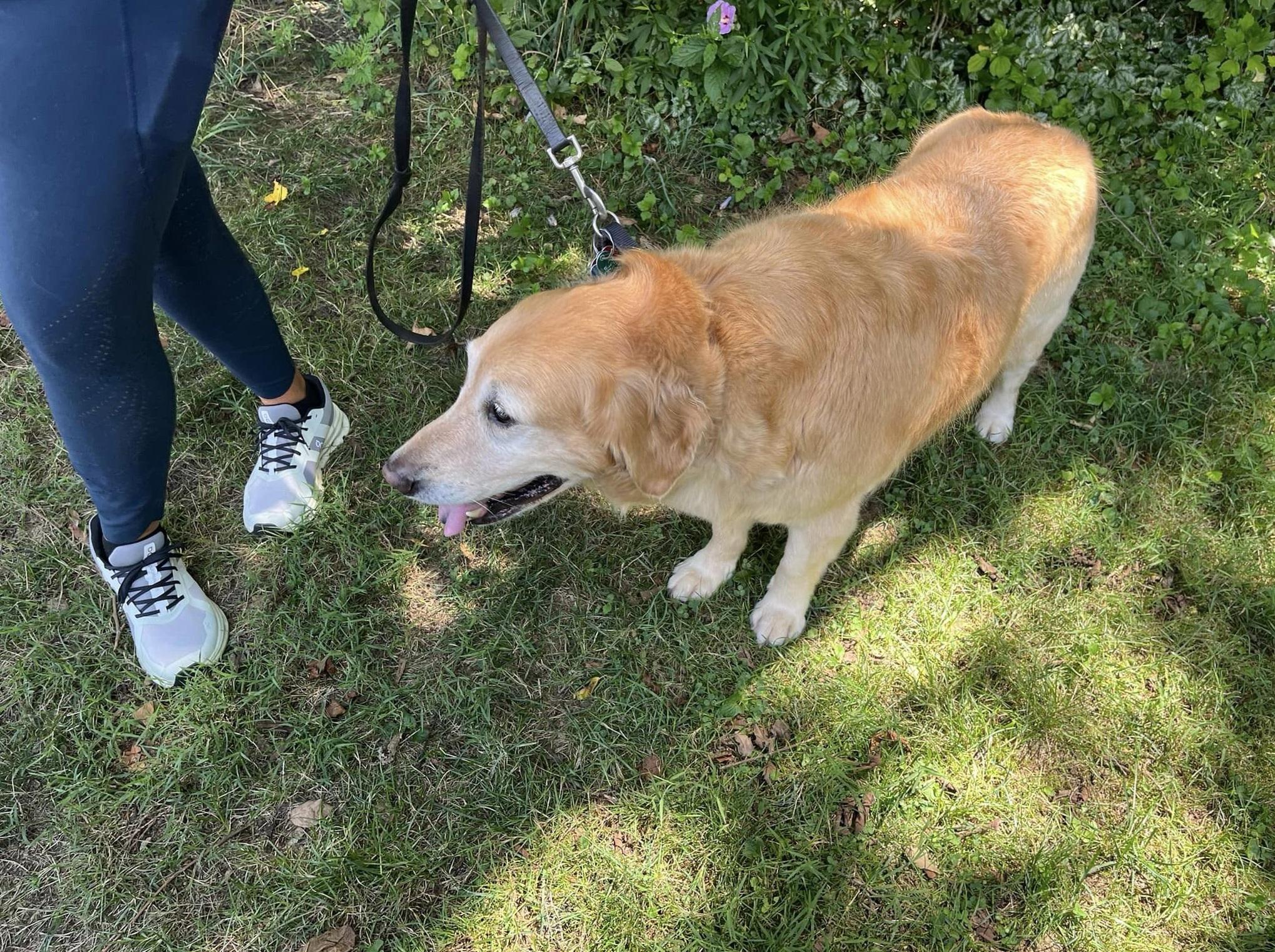 聰明狗救助主人。(互聯網)