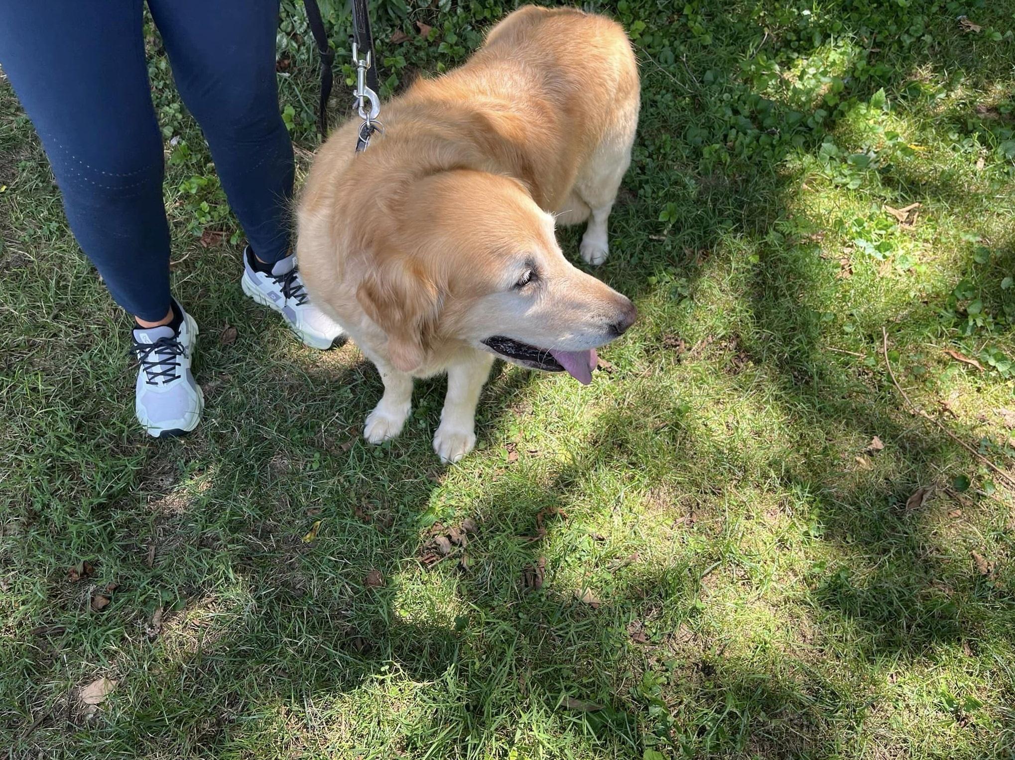 狗狗跑到鄰居家求助,讓跌落山坡的主人獲救,也一直陪伴主人。(互聯網)