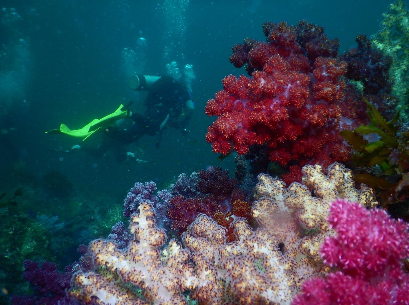 濟州潛水是熱門旅遊項目。(互聯網)