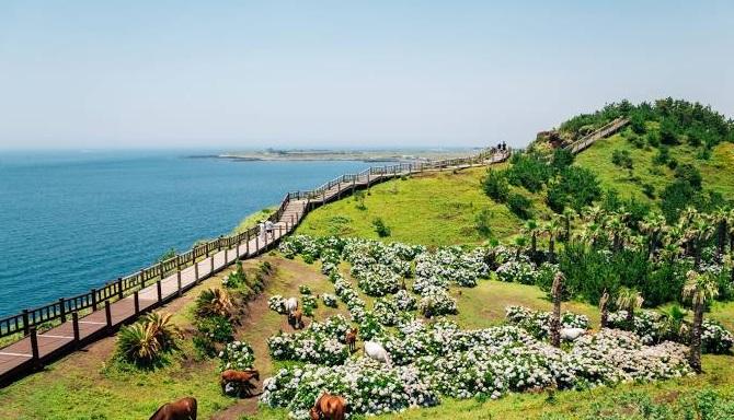 濟州島。(互聯網)