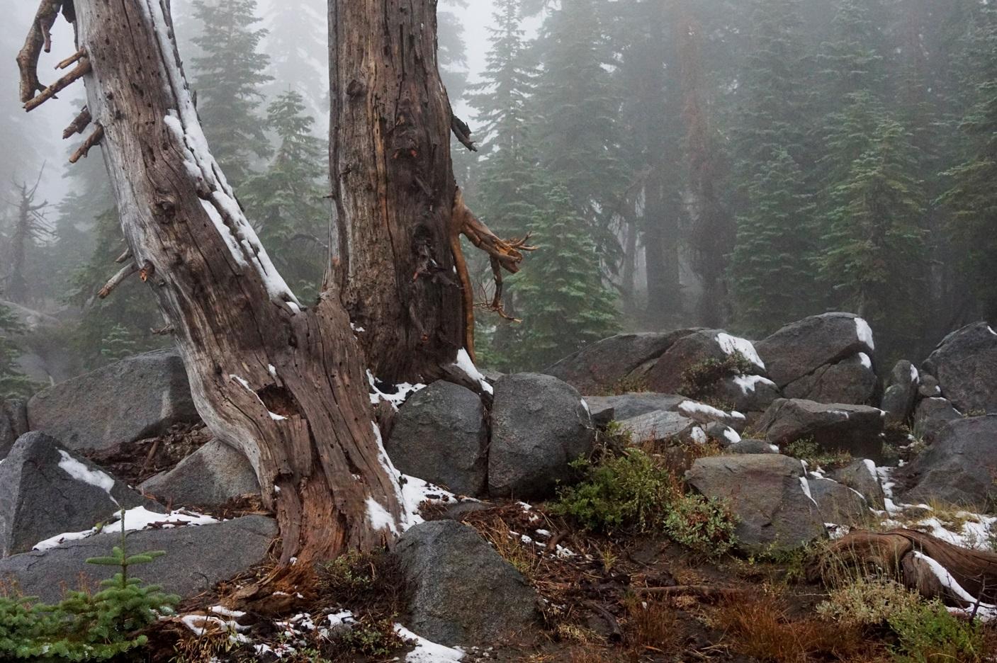 加州Donner Summit一處滑雪場上周六有薄薄積雪。(美聯社)