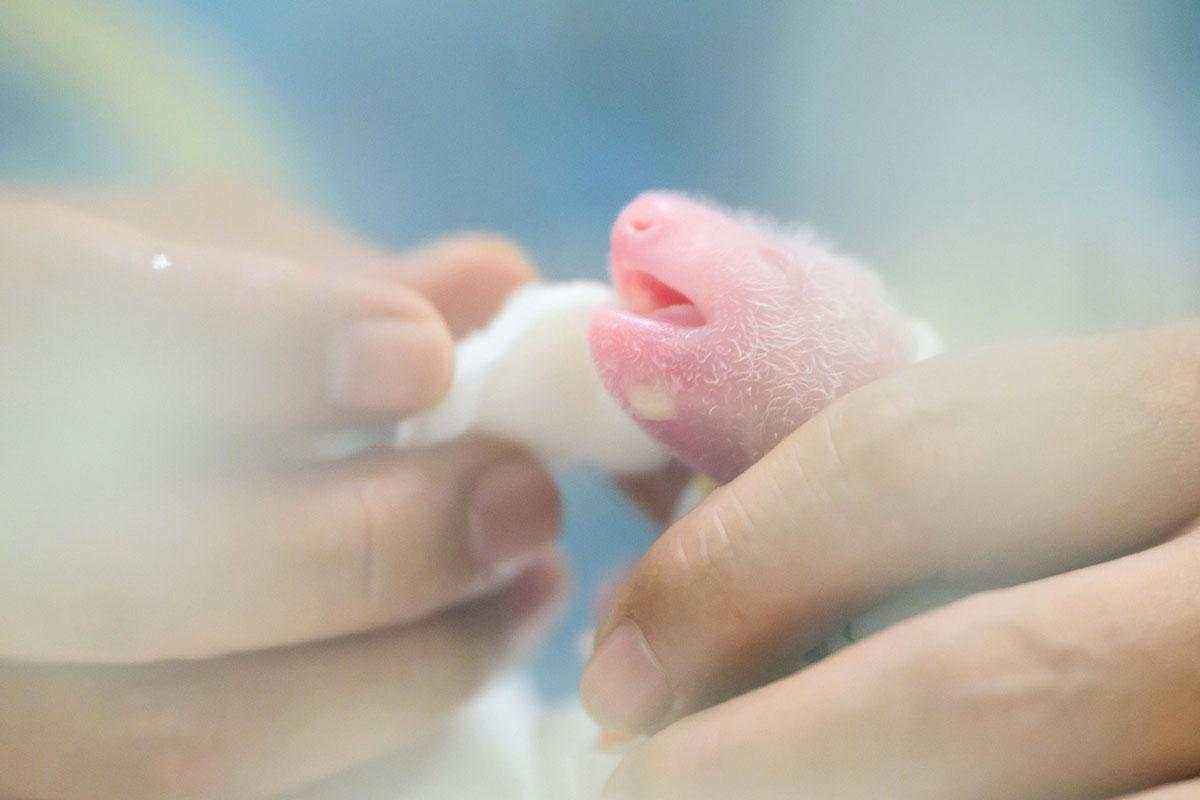 海洋公園現正全天候加護照顧大熊貓BB。(海洋公園FB專頁)