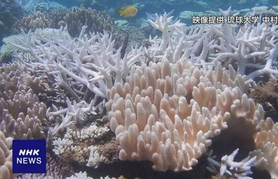 沖繩本島附近淺灘珊瑚出現白化。(互聯網)