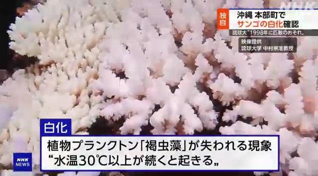 沖繩本島附近淺灘珊瑚出現白化。(互聯網)