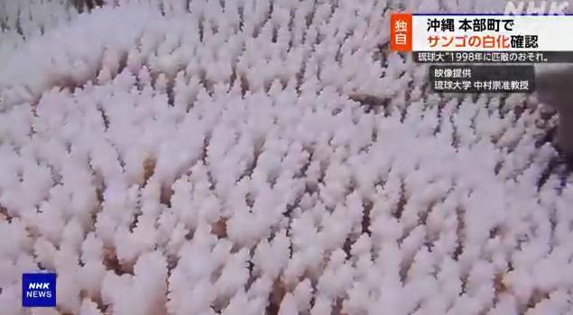沖繩本島附近淺灘珊瑚出現白化。(互聯網)