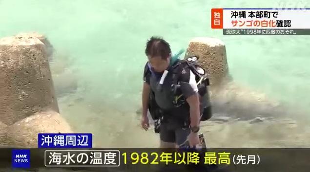 琉球大學副教授中村崇領導的研究團隊近日在沖繩本島北部的本部町進行調查。(互聯網)