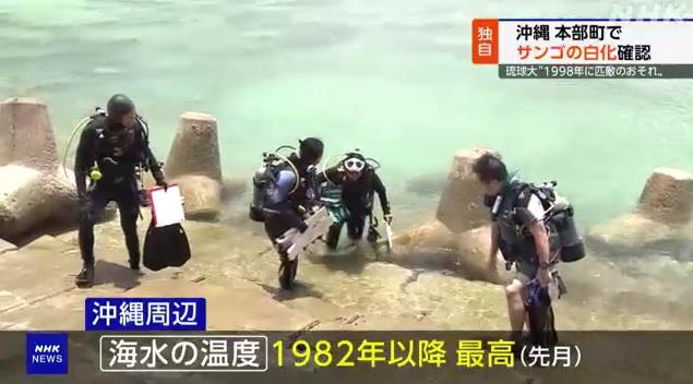 琉球大學副教授中村崇領導的研究團隊近日在沖繩本島北部的本部町進行調查。(互聯網)