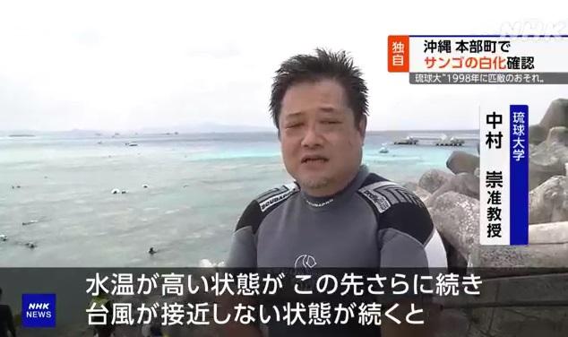 琉球大學副教授中村崇領導的研究團隊近日在沖繩本島北部的本部町進行調查。(互聯網)
