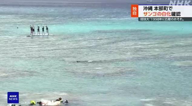 琉球大學副教授中村崇領導的研究團隊近日在沖繩本島北部的本部町進行調查。(互聯網)