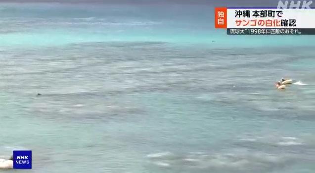 琉球大學副教授中村崇領導的研究團隊近日在沖繩本島北部的本部町進行調查。(互聯網)