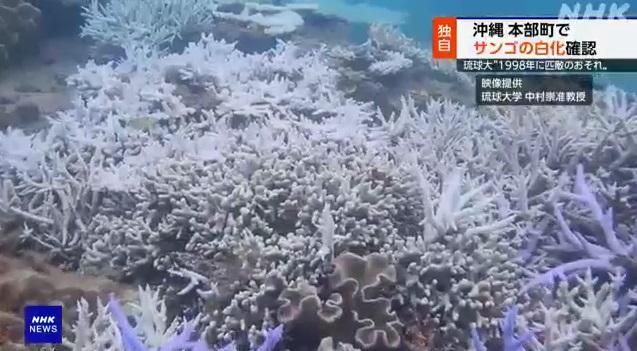 沖繩本島附近淺灘珊瑚出現白化。(互聯網)