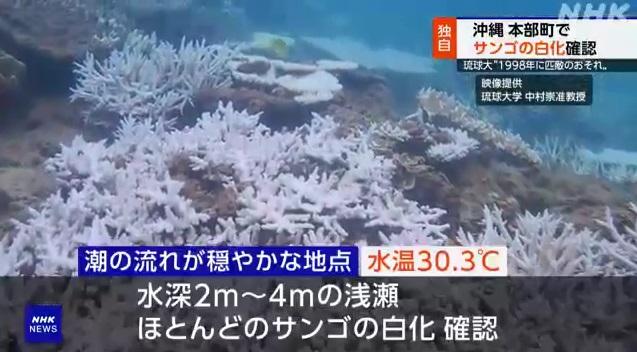 沖繩本島附近淺灘珊瑚出現白化。(互聯網)