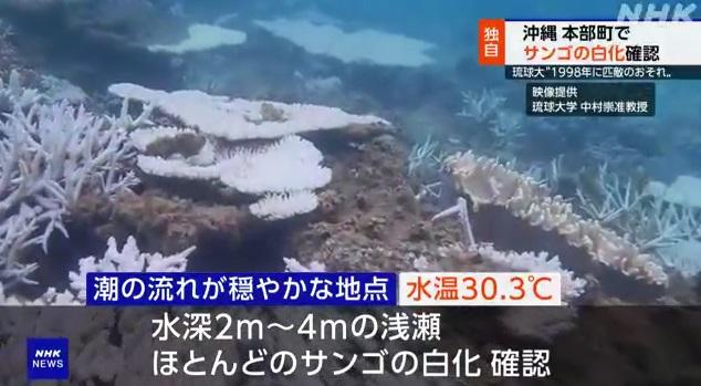 沖繩本島附近淺灘珊瑚出現白化。(互聯網)