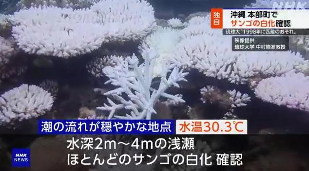 沖繩本島附近淺灘珊瑚出現白化。(互聯網)