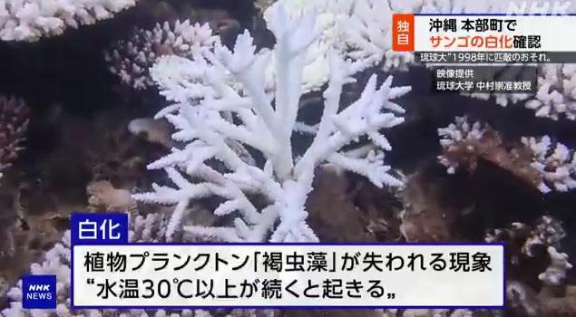 沖繩本島附近淺灘珊瑚出現白化。(互聯網)